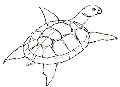 Как нарисовать черепаху, шаг 5