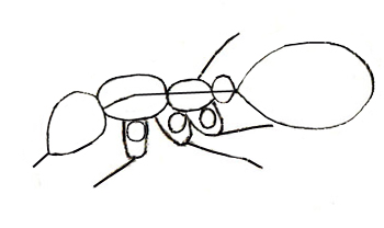 Как нарисовать муравья, шаг 3