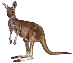 Картинка кенгуру простым карандашом