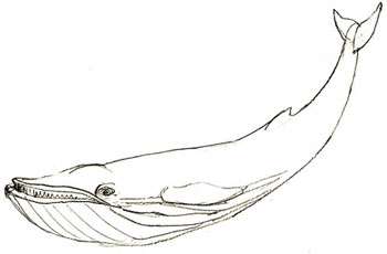 Как нарисовать кита, шаг 4