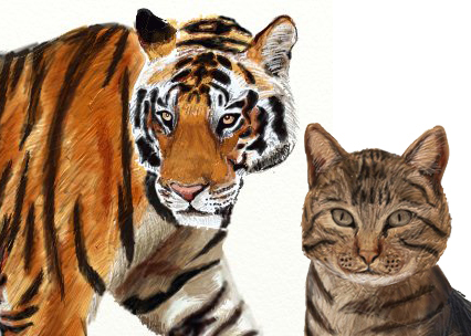 Рисунок кошки похож на рисунок тигра