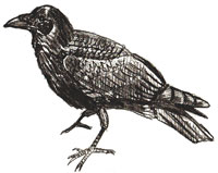 Рисунки птиц - Ворона