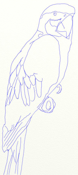 Как нарисовать попугая, шаг 4