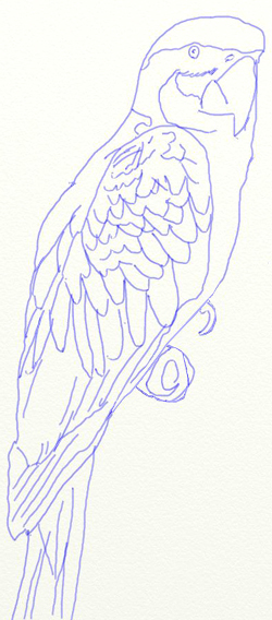 Как нарисовать попугая, шаг 5