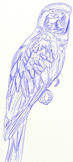 Как нарисовать попугая, шаг 6