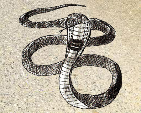 Как нарисовать змею поэтапно