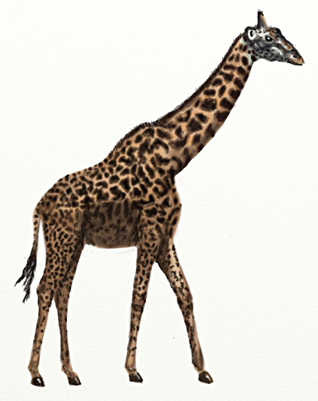 Как нарисовать жирафа, шаг 7