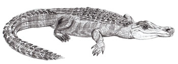 Рисунки животных - Крокодил
