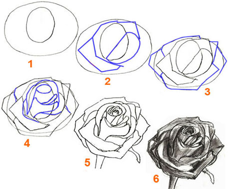 Как рисовать лепестки розы