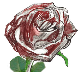 Рисунок бутона розы