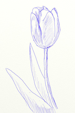 Как нарисовать тюльпан, шаг 5