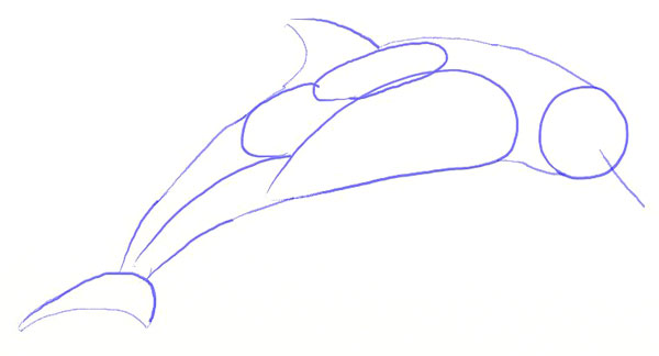 Как нарисовать дельфина, шаг 3