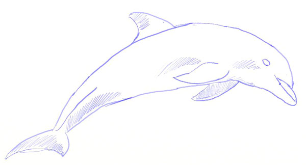 Как нарисовать дельфина, шаг 5