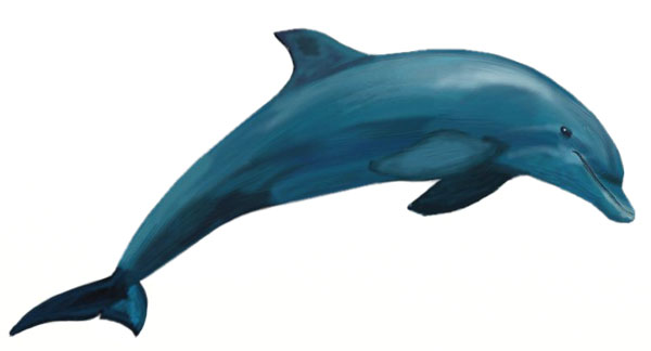 Как нарисовать дельфина, шаг 7